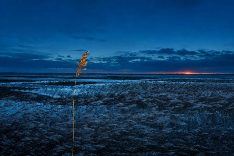 Wind bends a field of silver marsh reeds in one direction at dusk while a single gold lit reed holds its own upright angle.