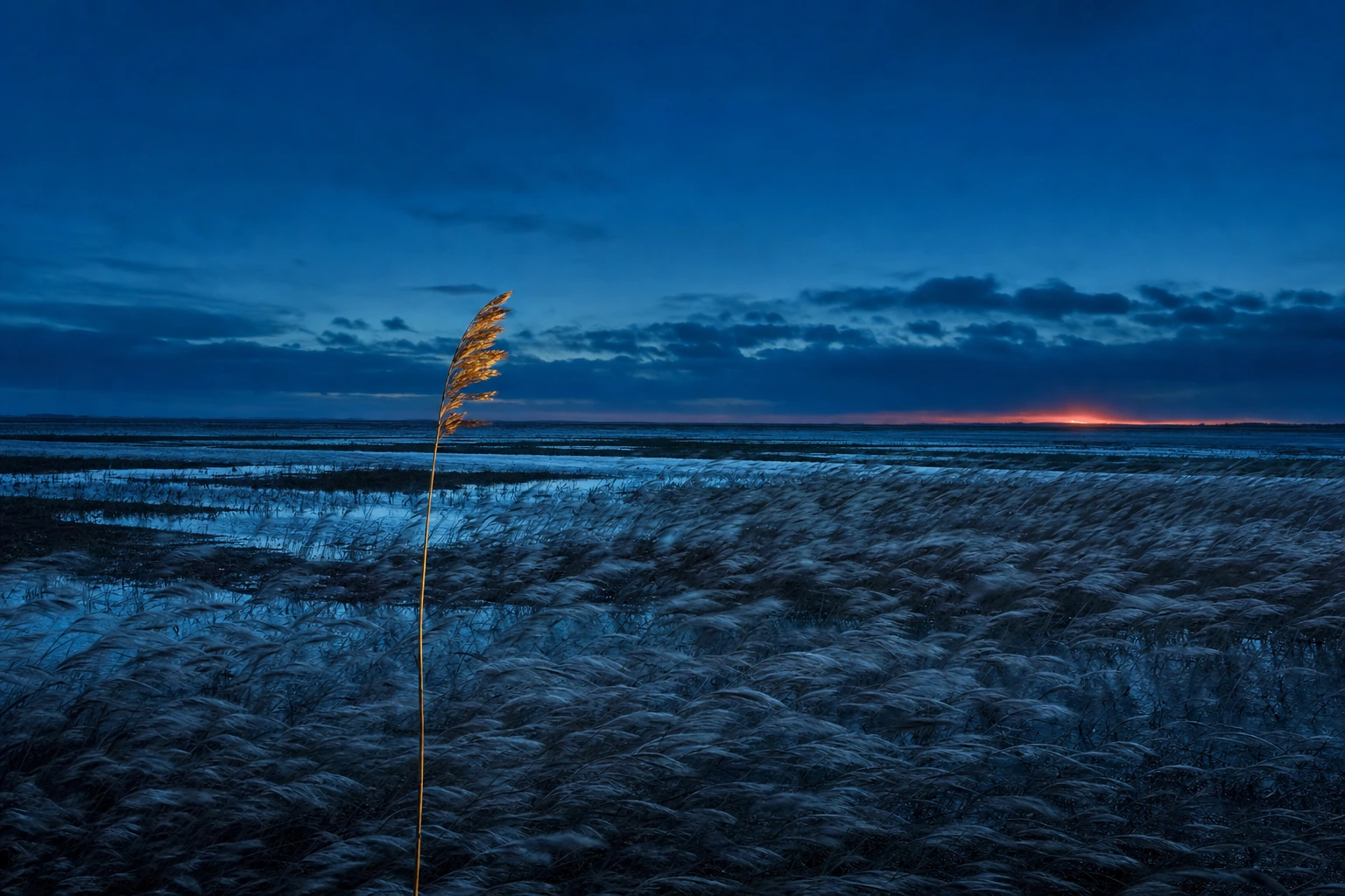 Wind bends a field of silver marsh reeds in one direction at dusk while a single gold lit reed holds its own upright angle.